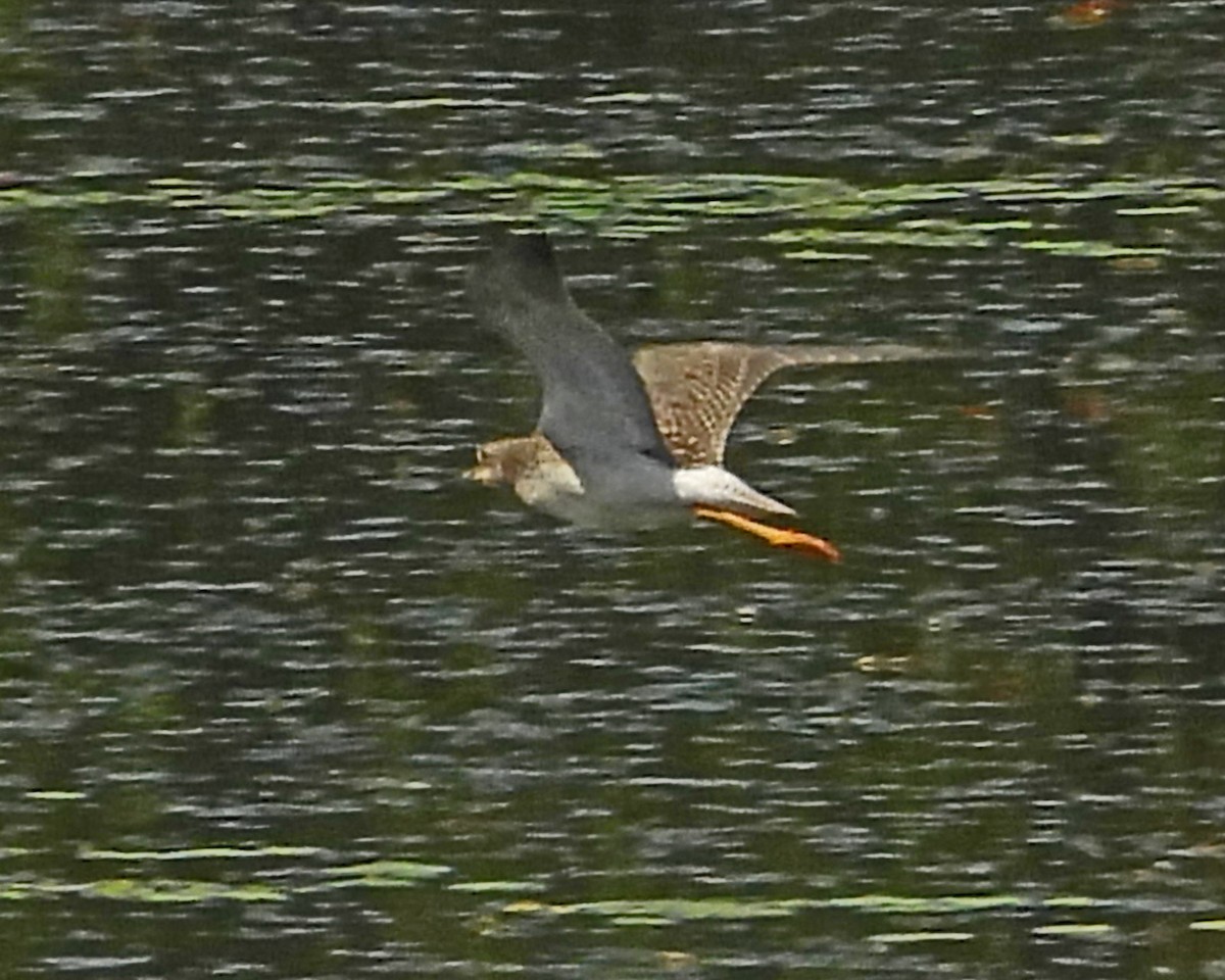 Greater Yellowlegs - ML645361018