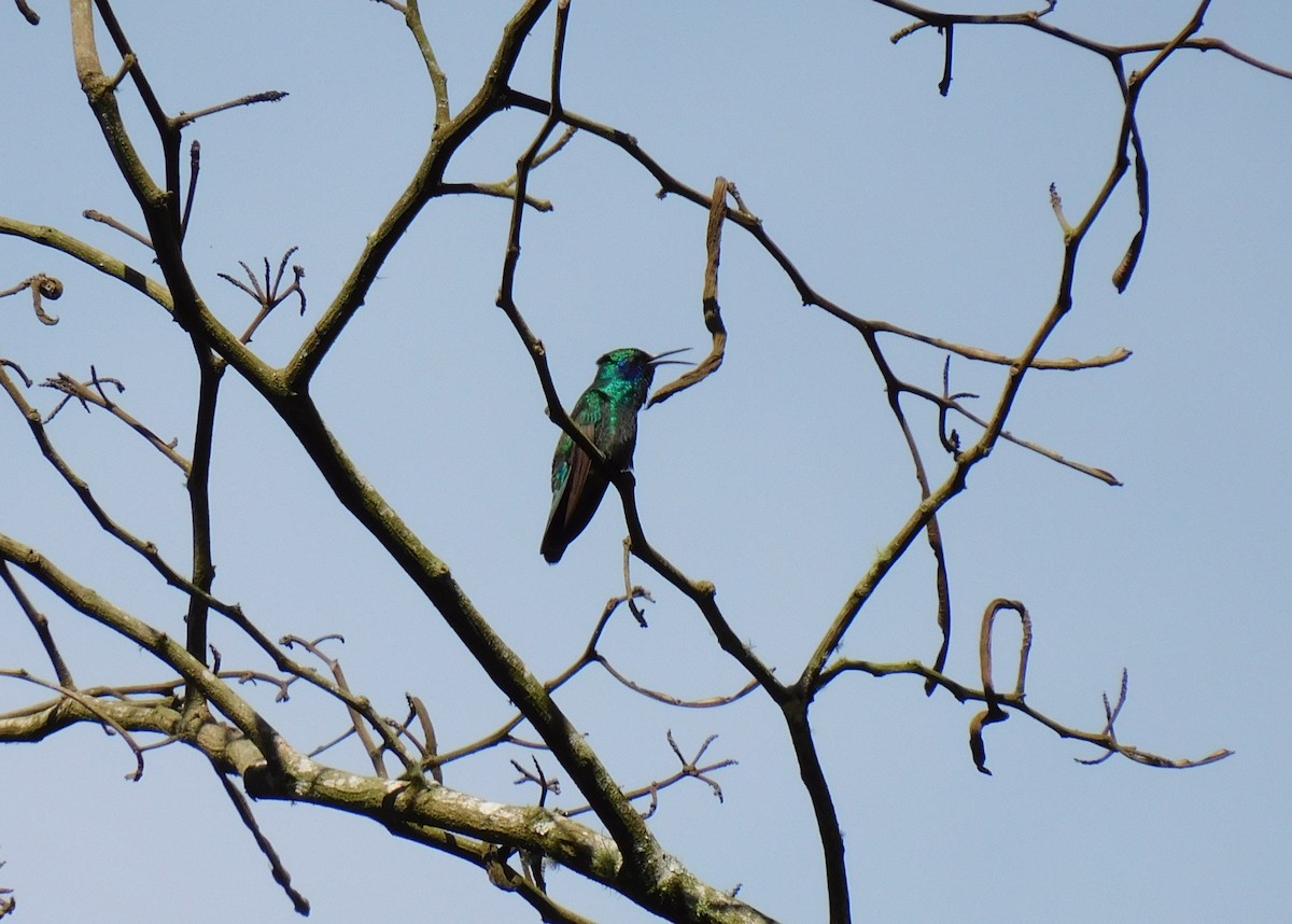 Colibrí Verdemar Mexicano - ML645361035