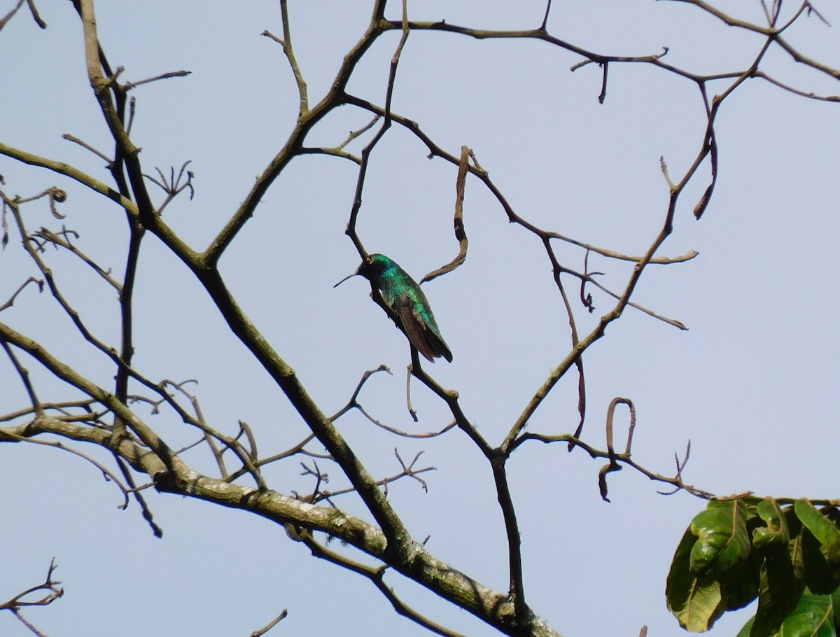 Colibrí Verdemar Mexicano - ML645361036