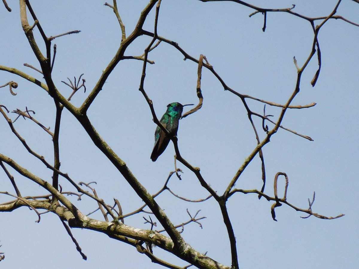 Colibrí Verdemar Mexicano - ML645361037