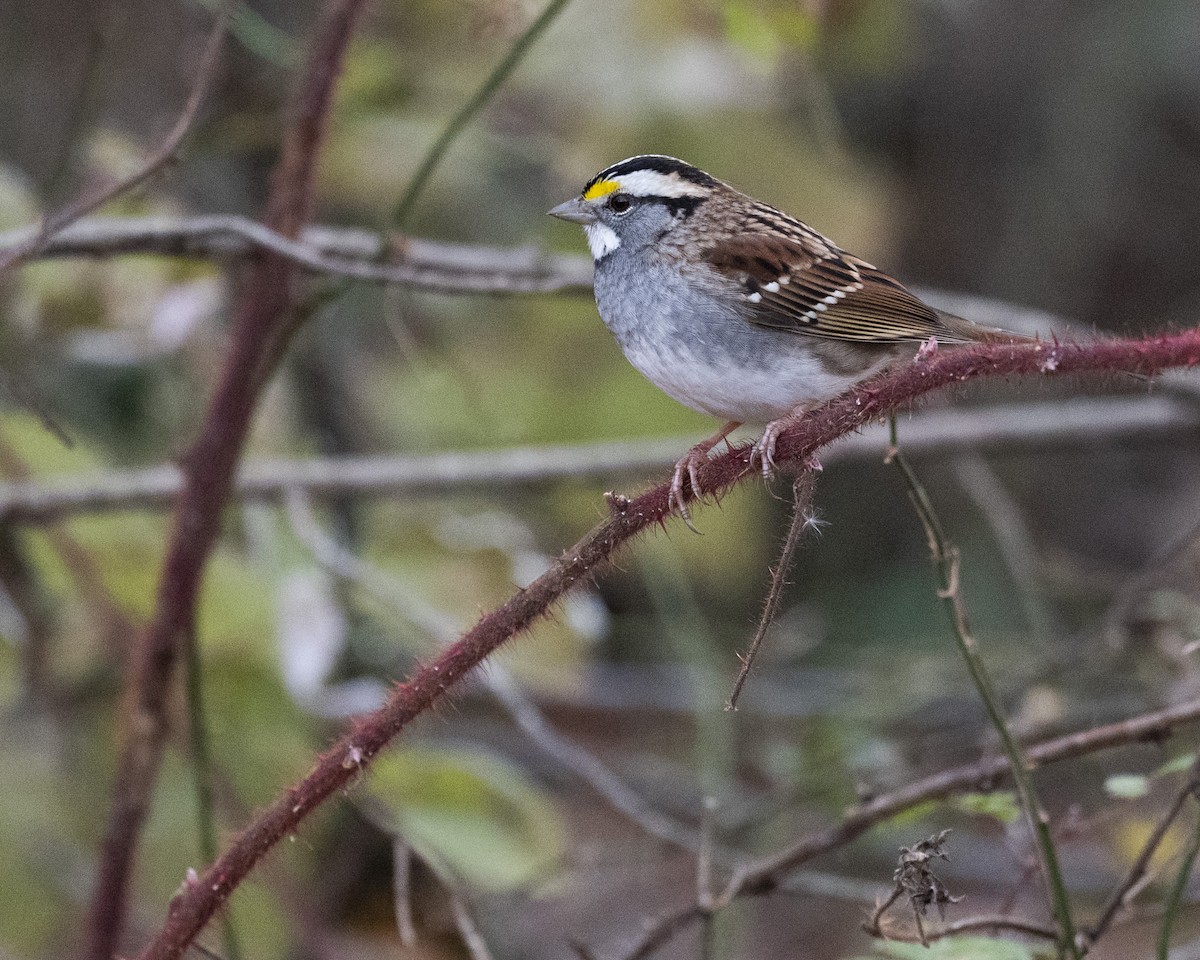 Белогорлая зонотрихия - ML645361062