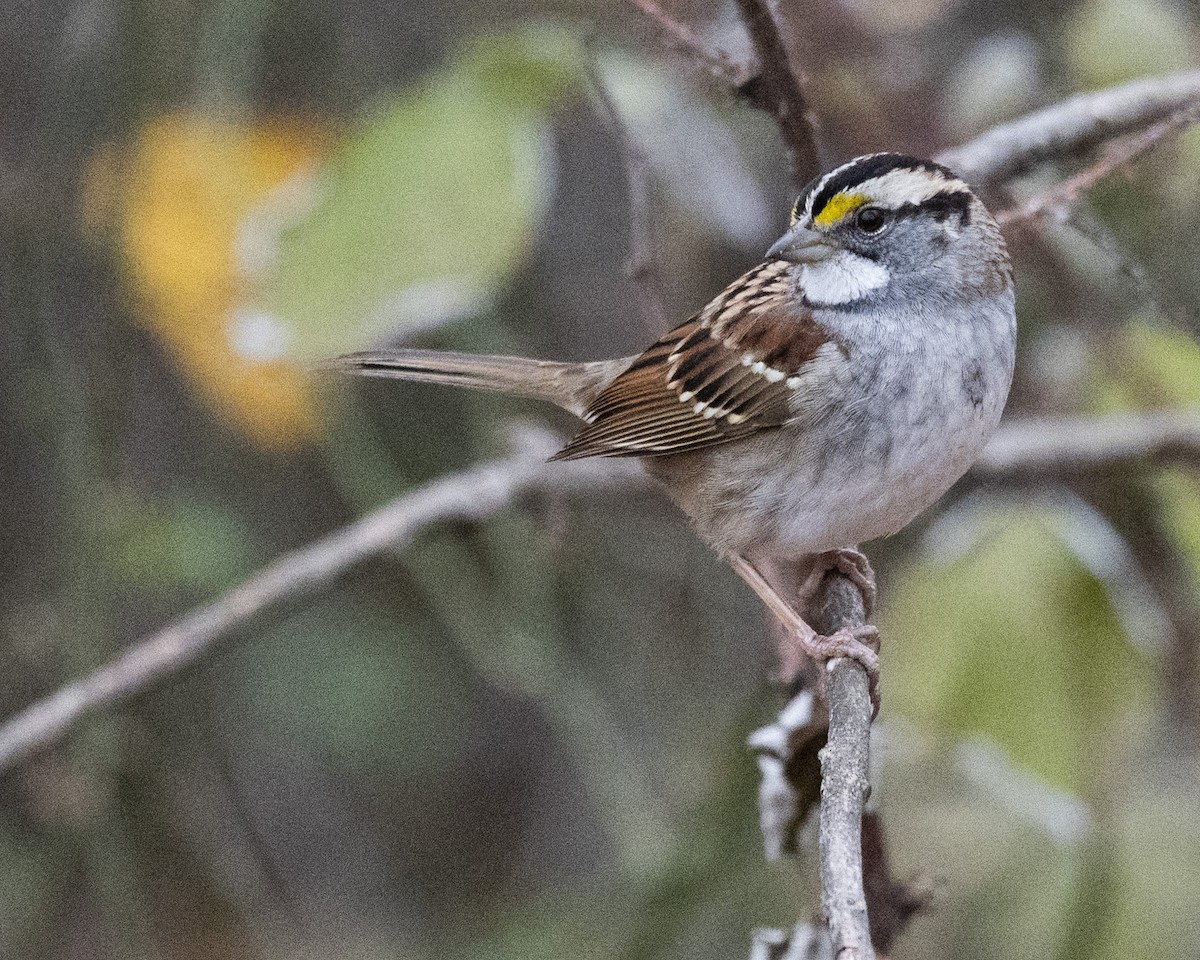 Белогорлая зонотрихия - ML645361063