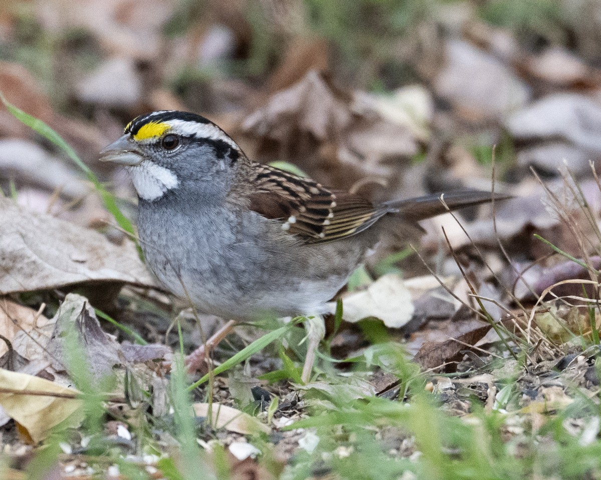 Белогорлая зонотрихия - ML645361064