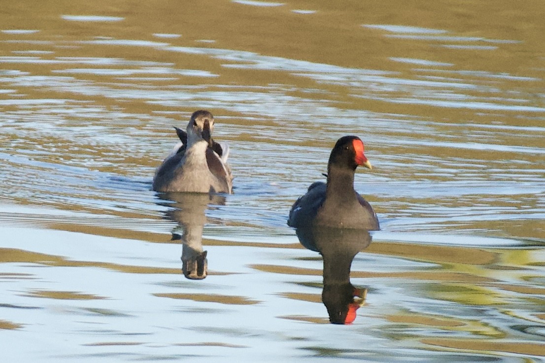 slípka americká - ML645361067