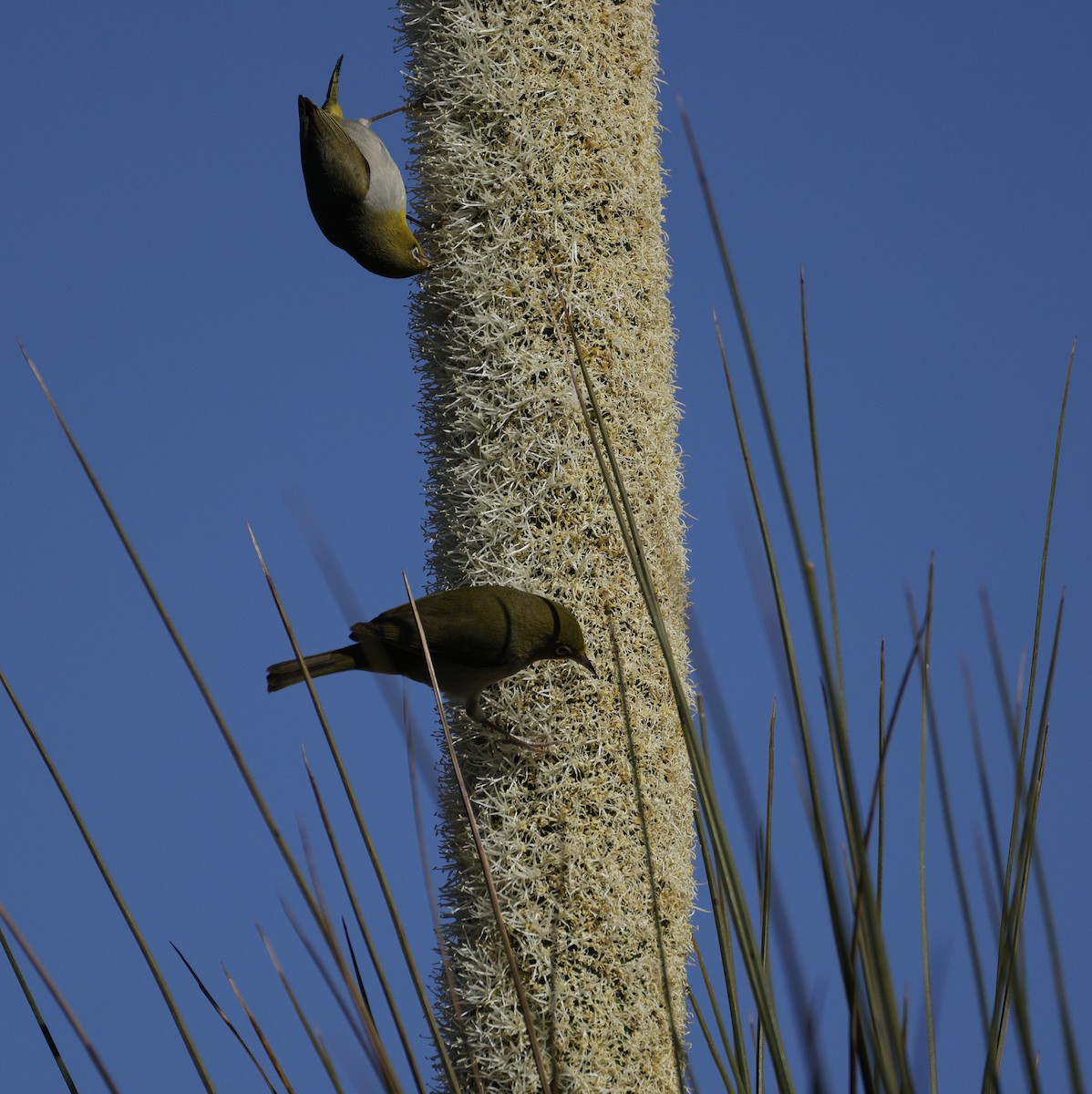 Silvereye - ML645361076