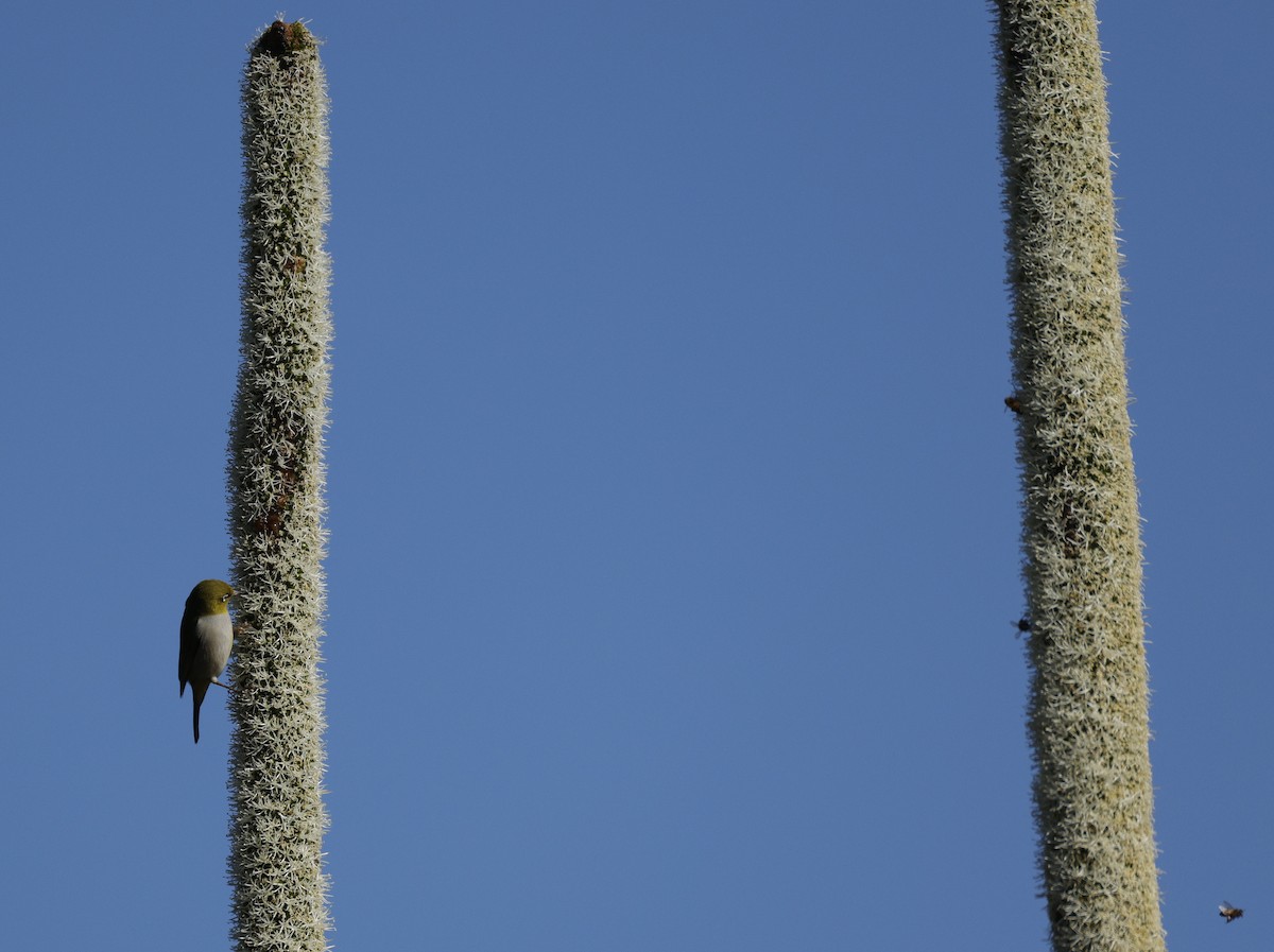 Silvereye - ML645361077