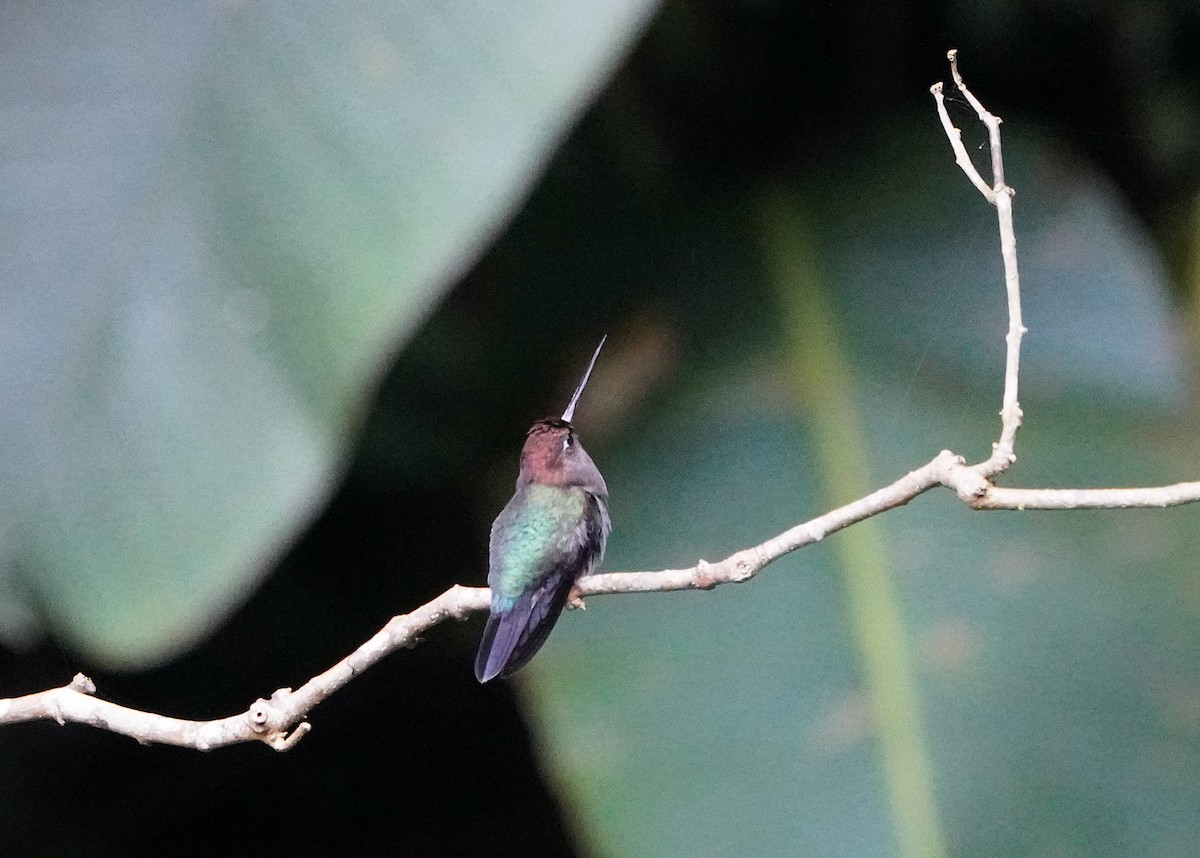 Green-fronted Lancebill - ML645361093