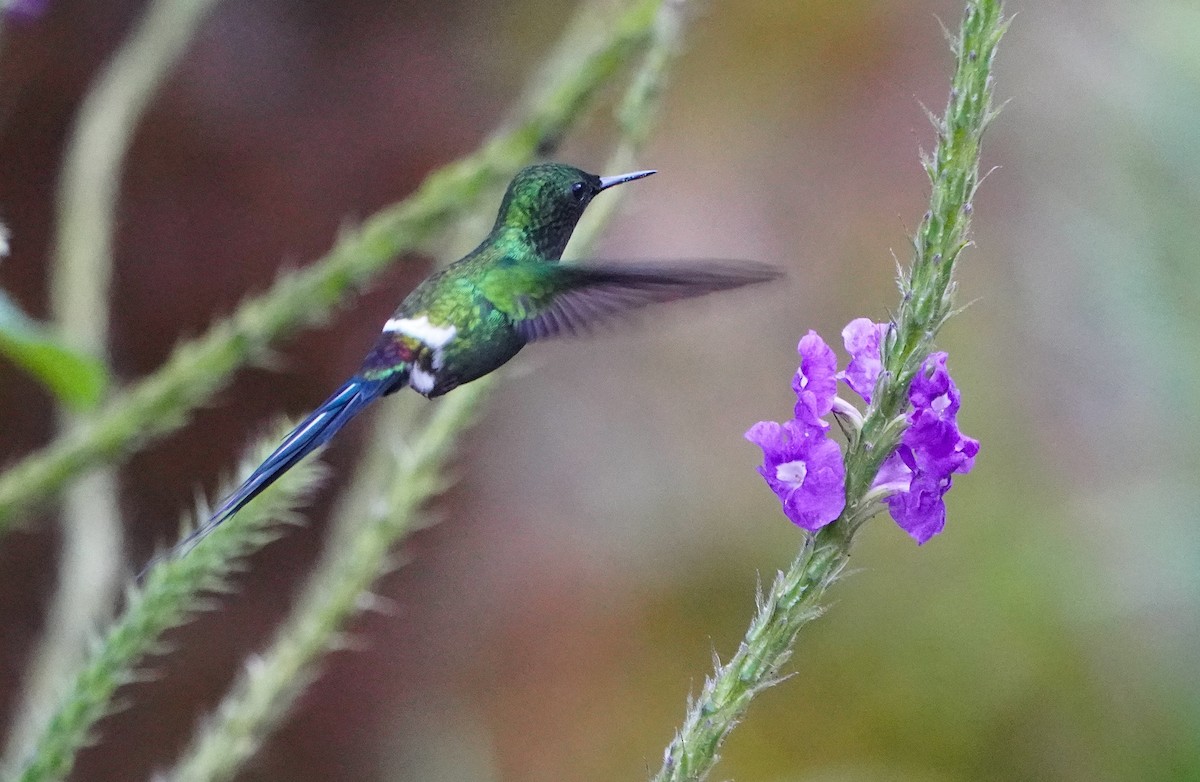 Green Thorntail - ML645361099