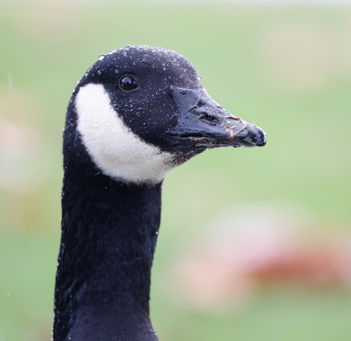 Canada Goose - ML645361101