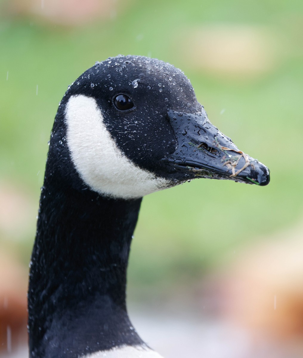 Canada Goose - ML645361102