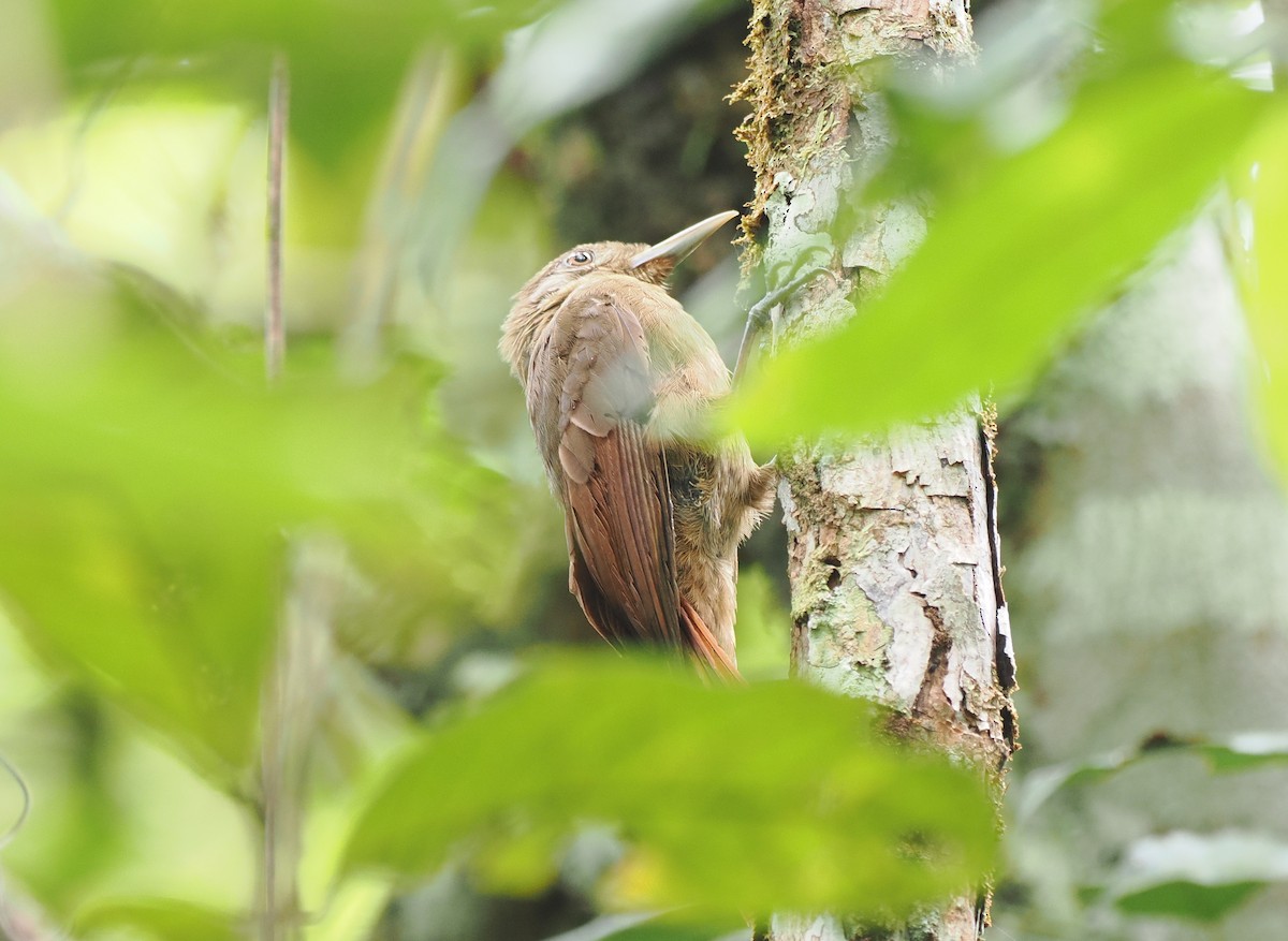Plain-brown Woodcreeper - ML645361104