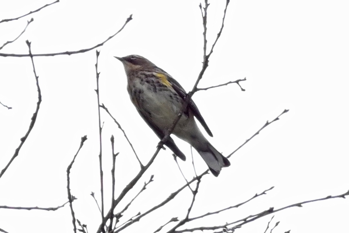 Yellow-rumped Warbler - ML645361105