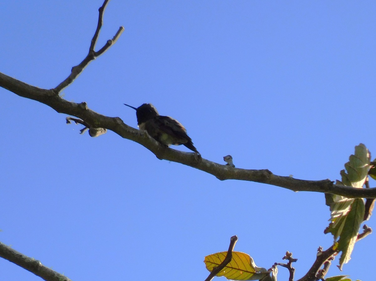 Ruby-throated Hummingbird - ML645361106