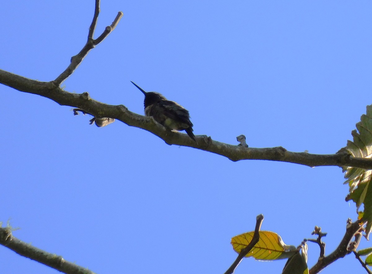 Ruby-throated Hummingbird - ML645361107