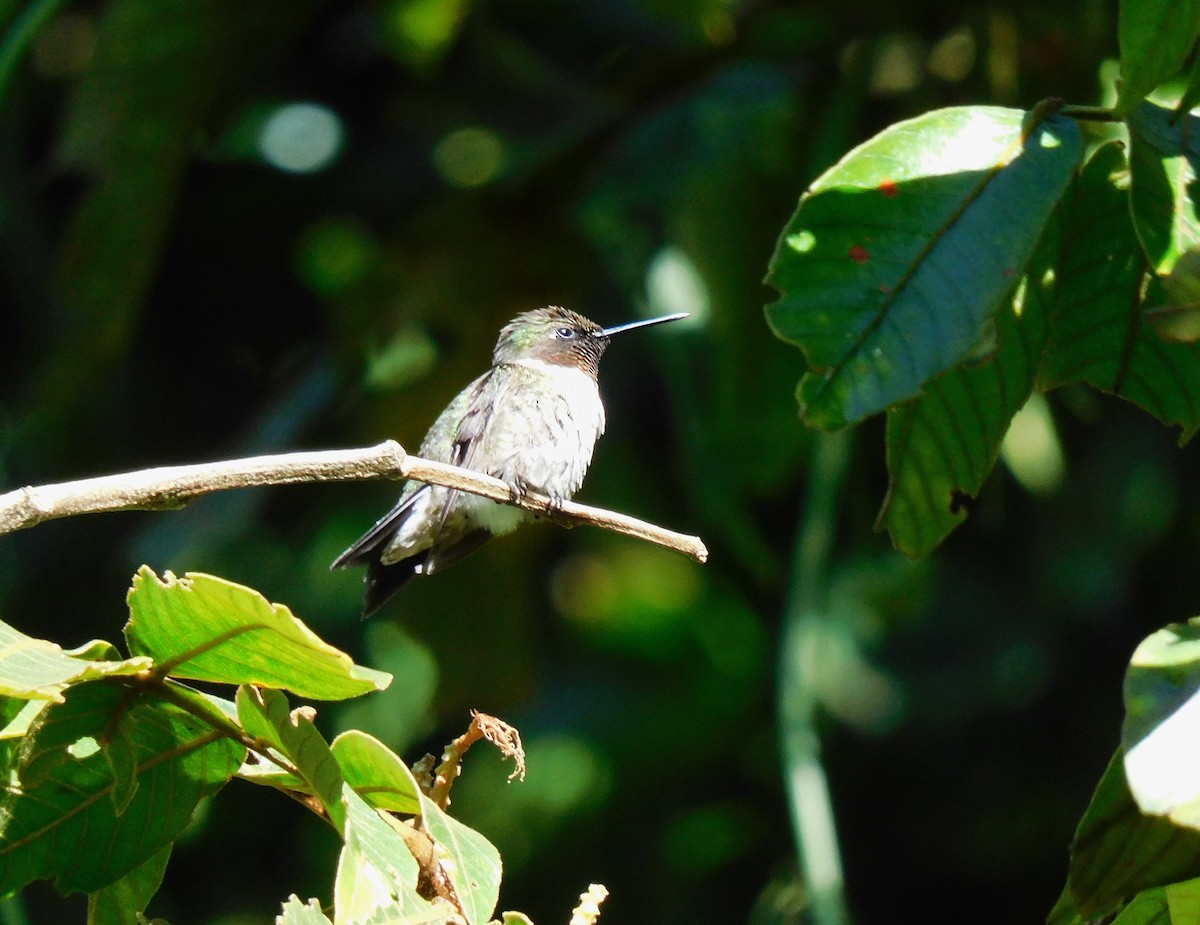 Ruby-throated Hummingbird - ML645361108