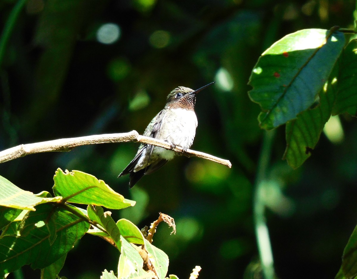 Ruby-throated Hummingbird - ML645361109