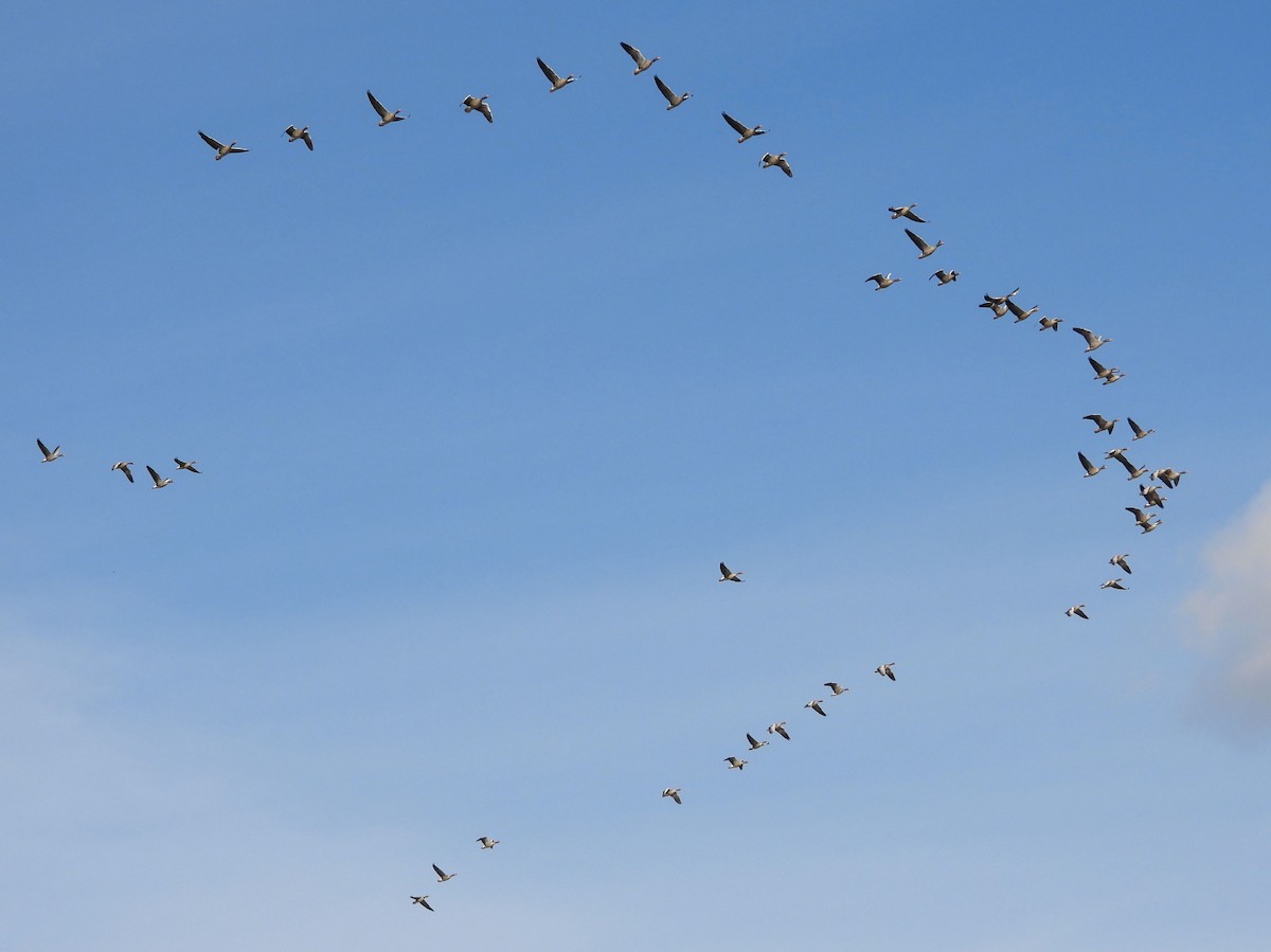 Graylag Goose - ML645361113