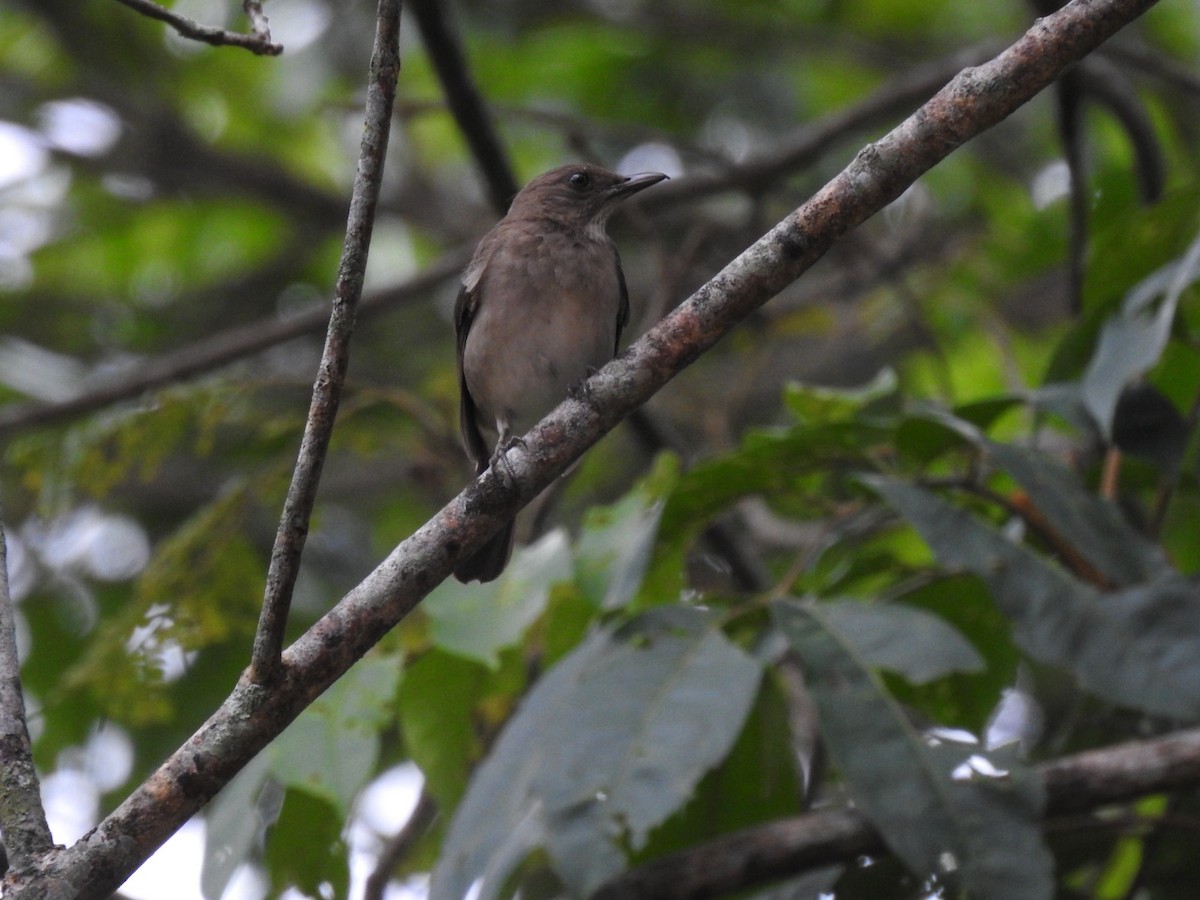 Pale-breasted Thrush - ML645361114