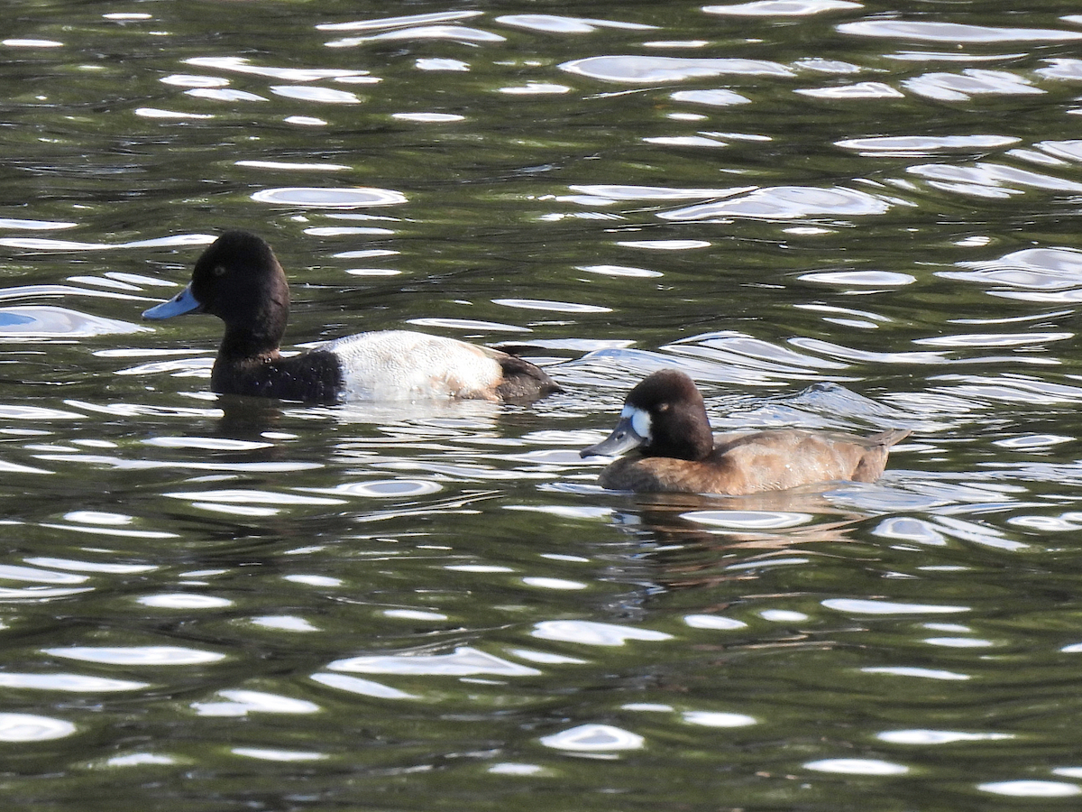 Lesser Scaup - ML645361115
