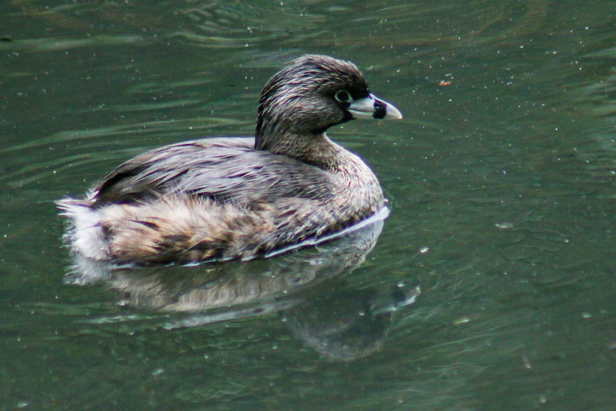 Pied-billed Grebe - ML645361117