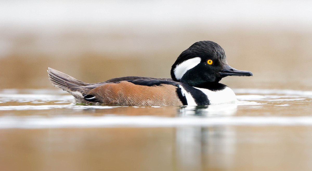Hooded Merganser - ML645361118