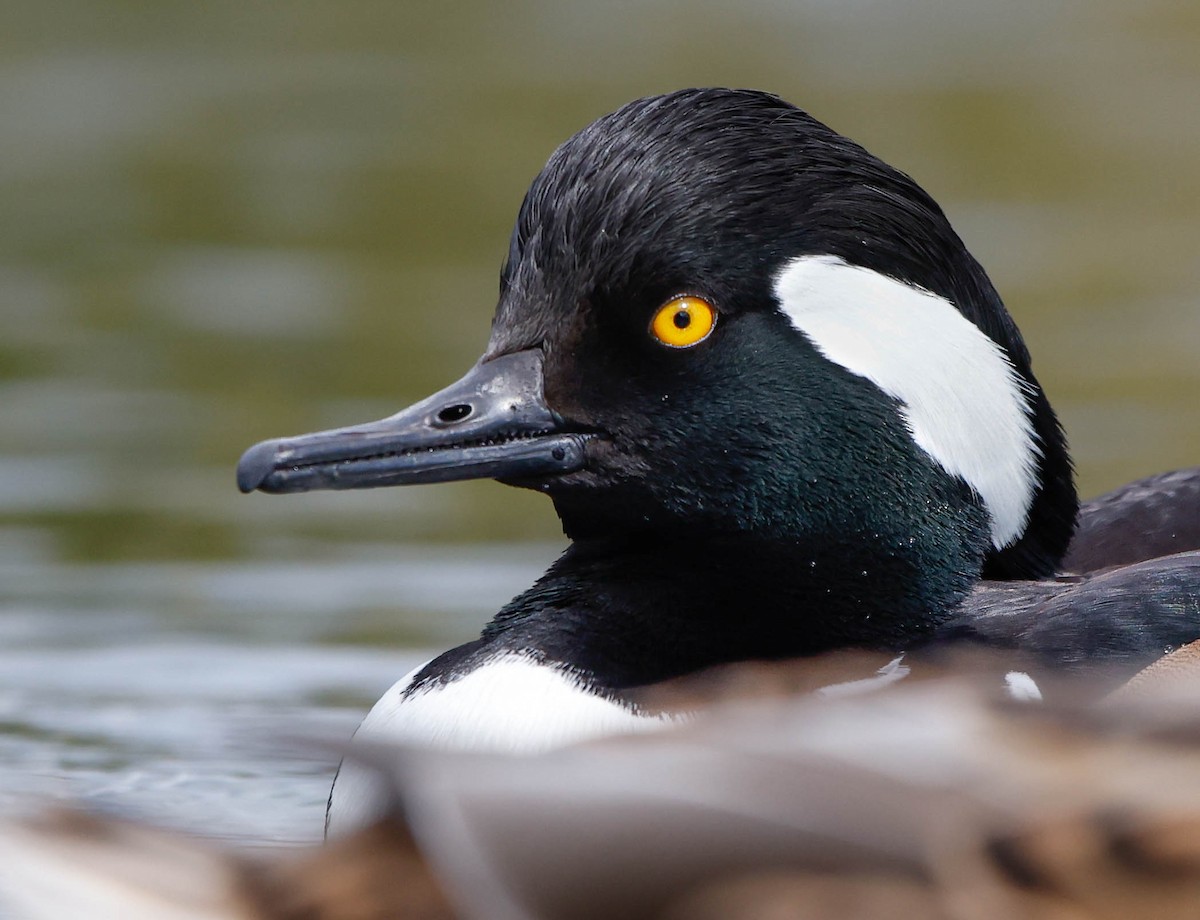 Hooded Merganser - ML645361119