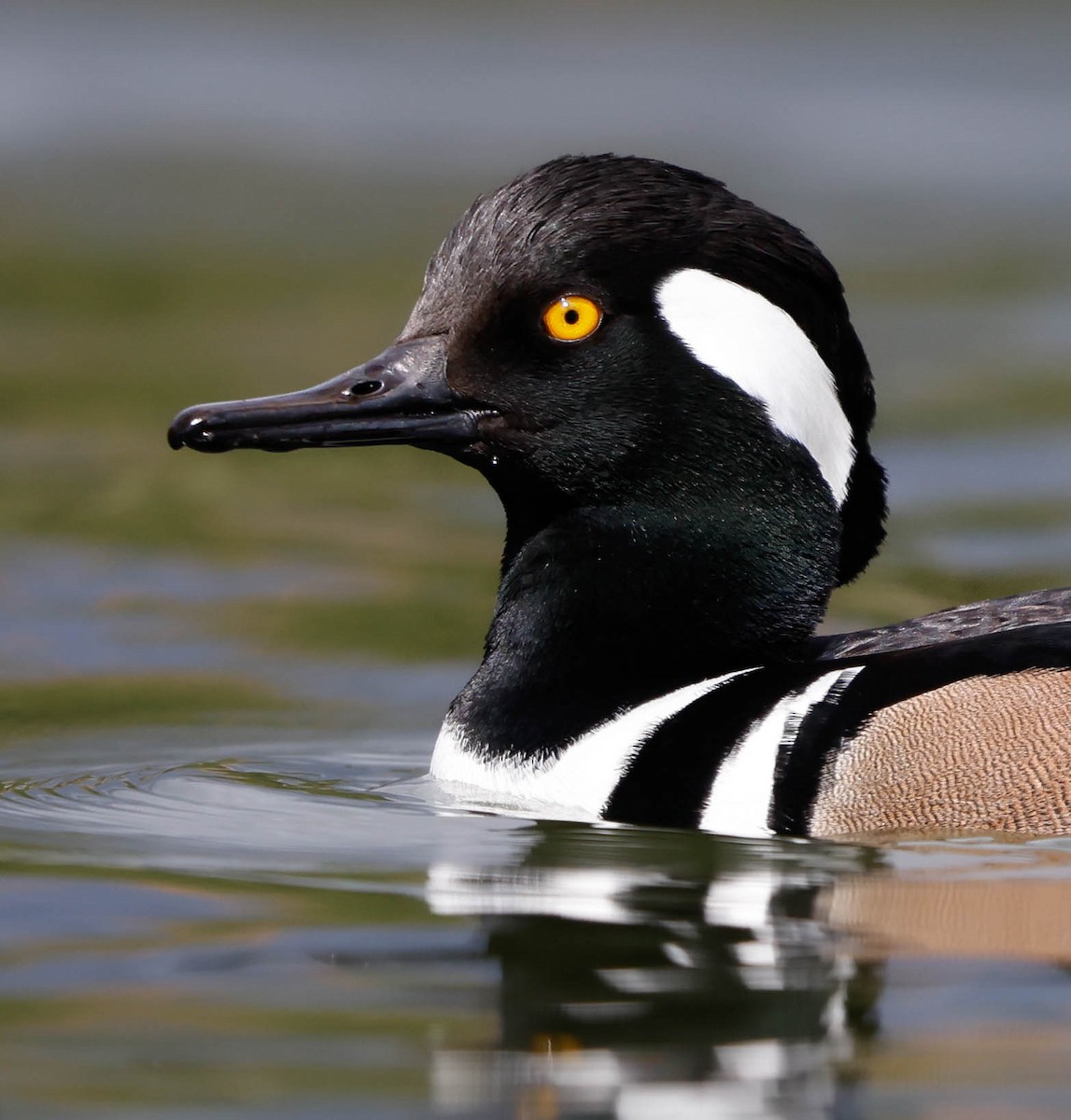 Hooded Merganser - ML645361120