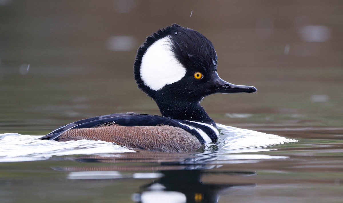 Hooded Merganser - ML645361121