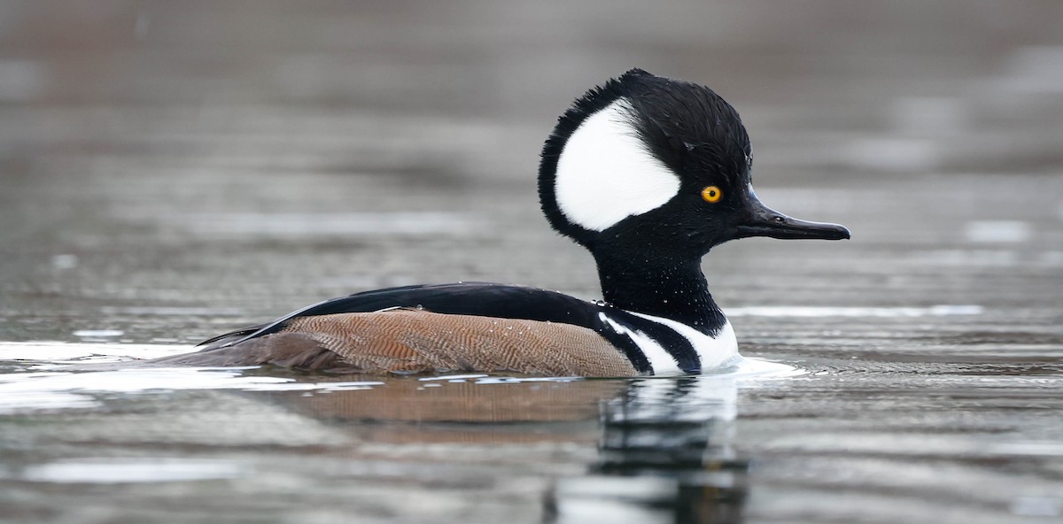 Hooded Merganser - ML645361122