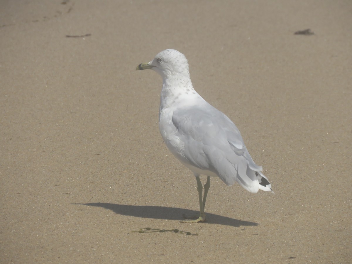 Ring-billed Gull - ML645361123