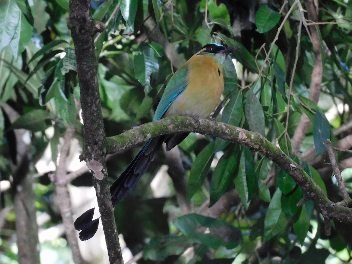 Lesson's Motmot - ML645361126