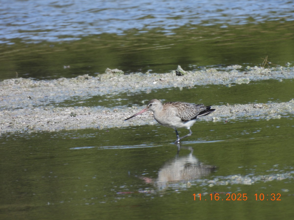 Хурган цууцал - ML645361129