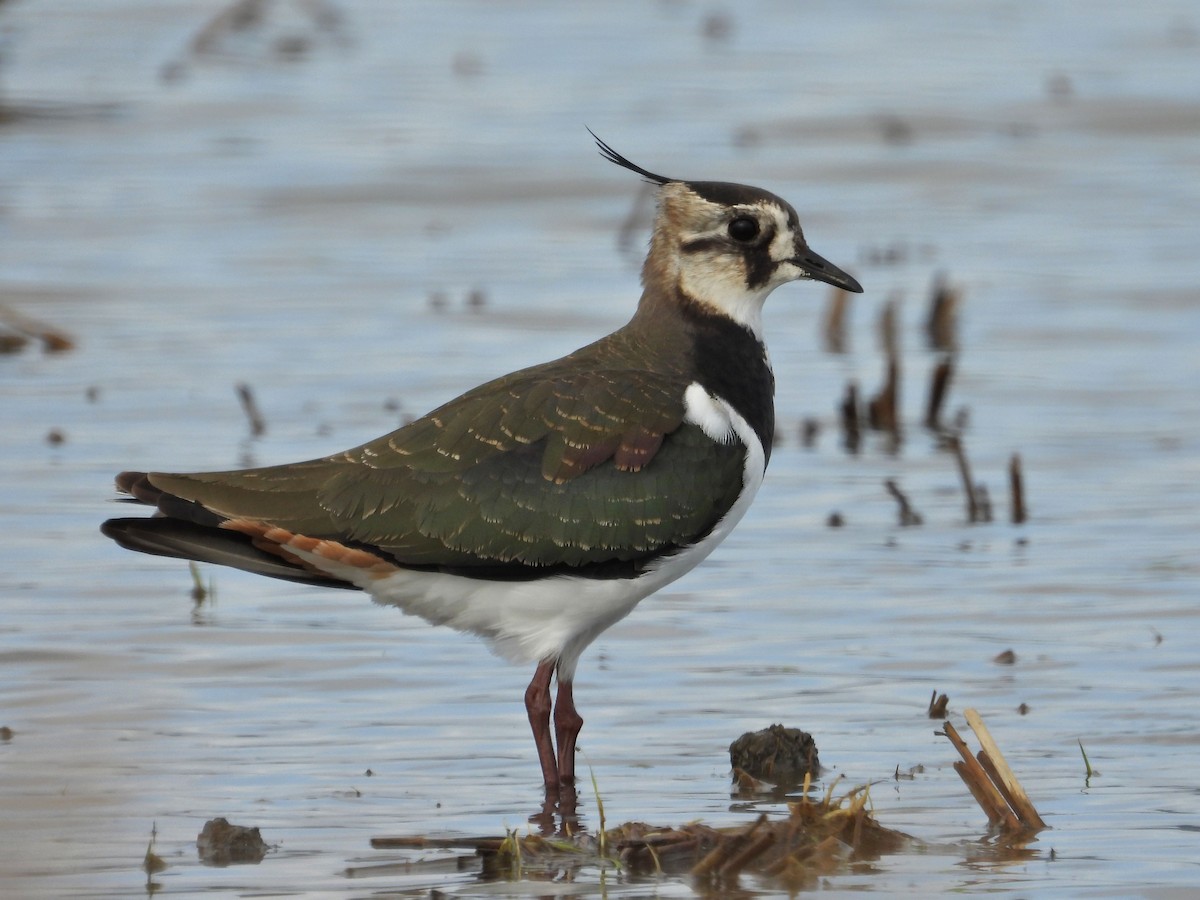 Northern Lapwing - ML645361130