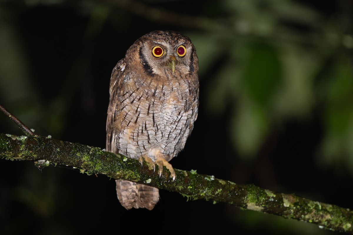 Tropical Screech-Owl - ML645361133