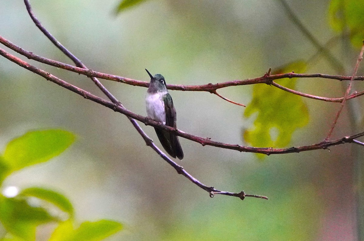 White-bellied Mountain-gem - ML645361134