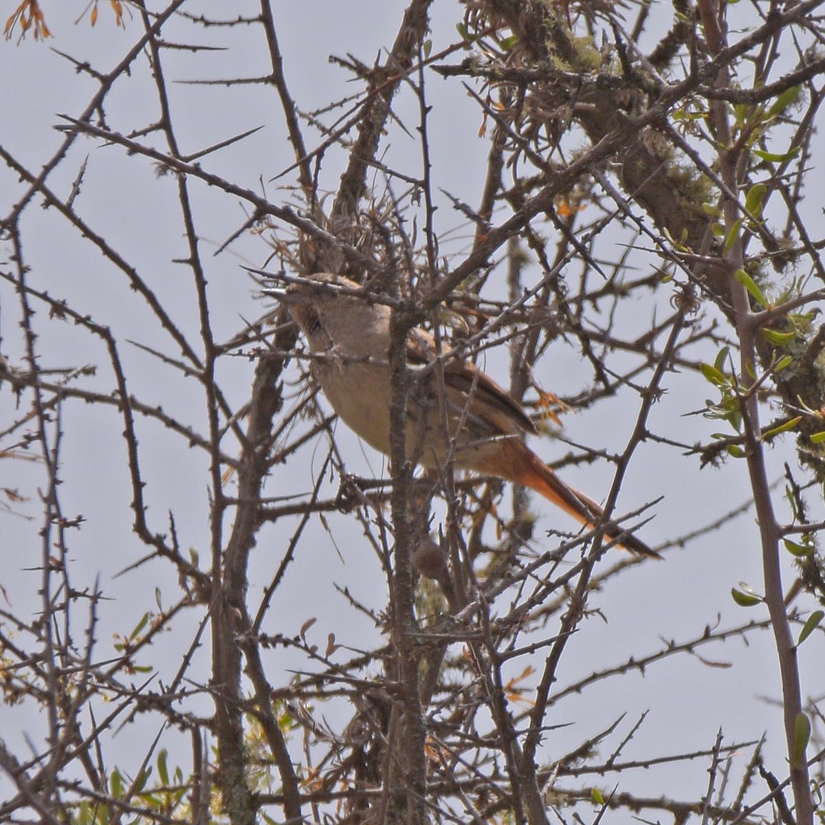 Short-billed Canastero - ML645361135