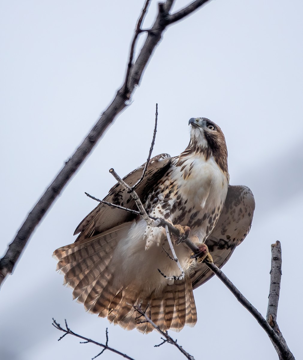 Red-tailed Hawk - ML645361136