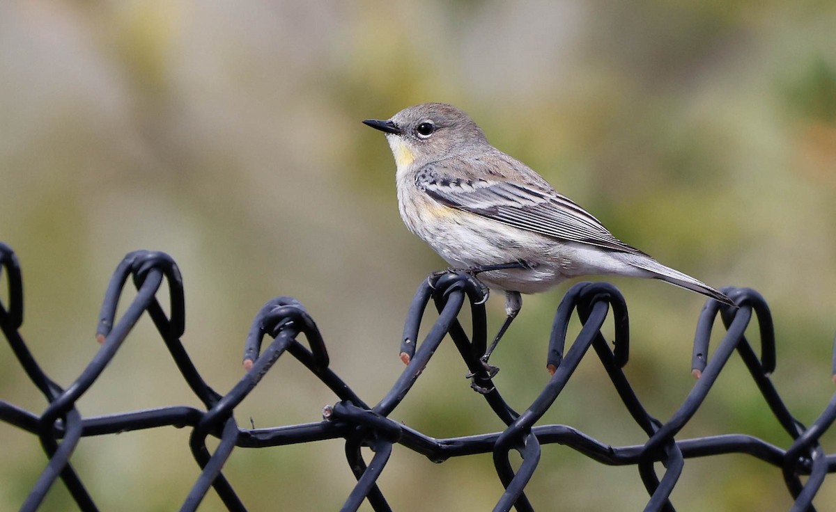 Yellow-rumped Warbler - ML645361137