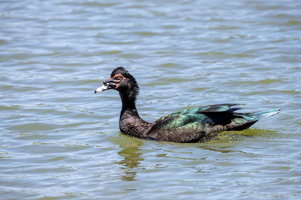 Muscovy Duck - ML645361138