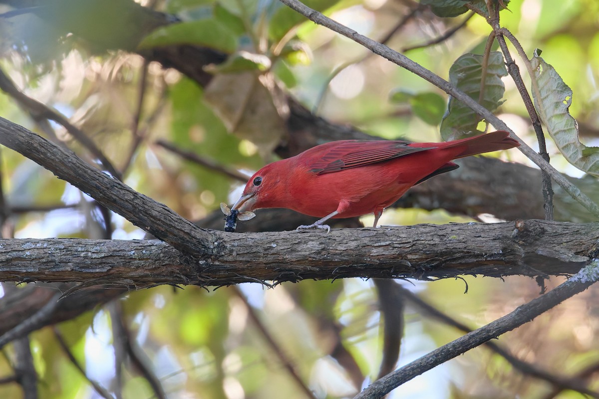Summer Tanager - ML645361139