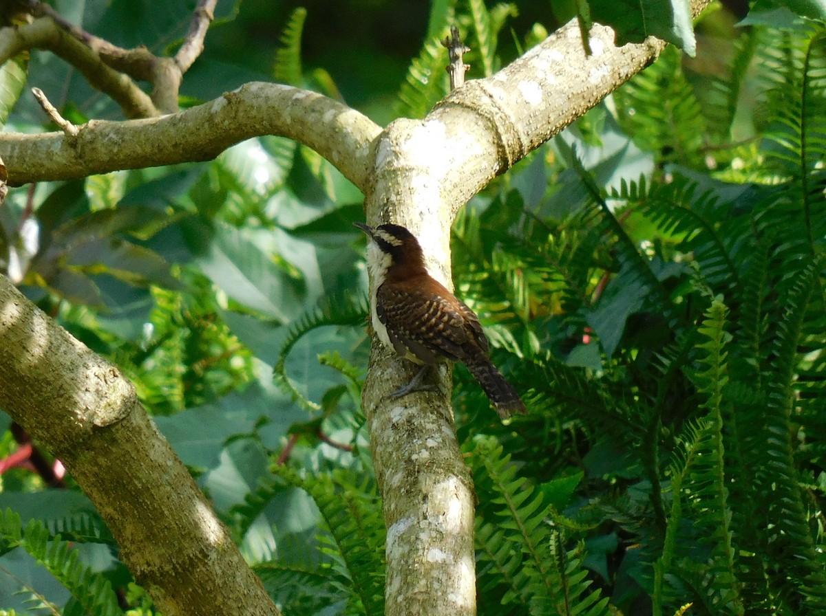 Rufous-backed Wren - ML645361140