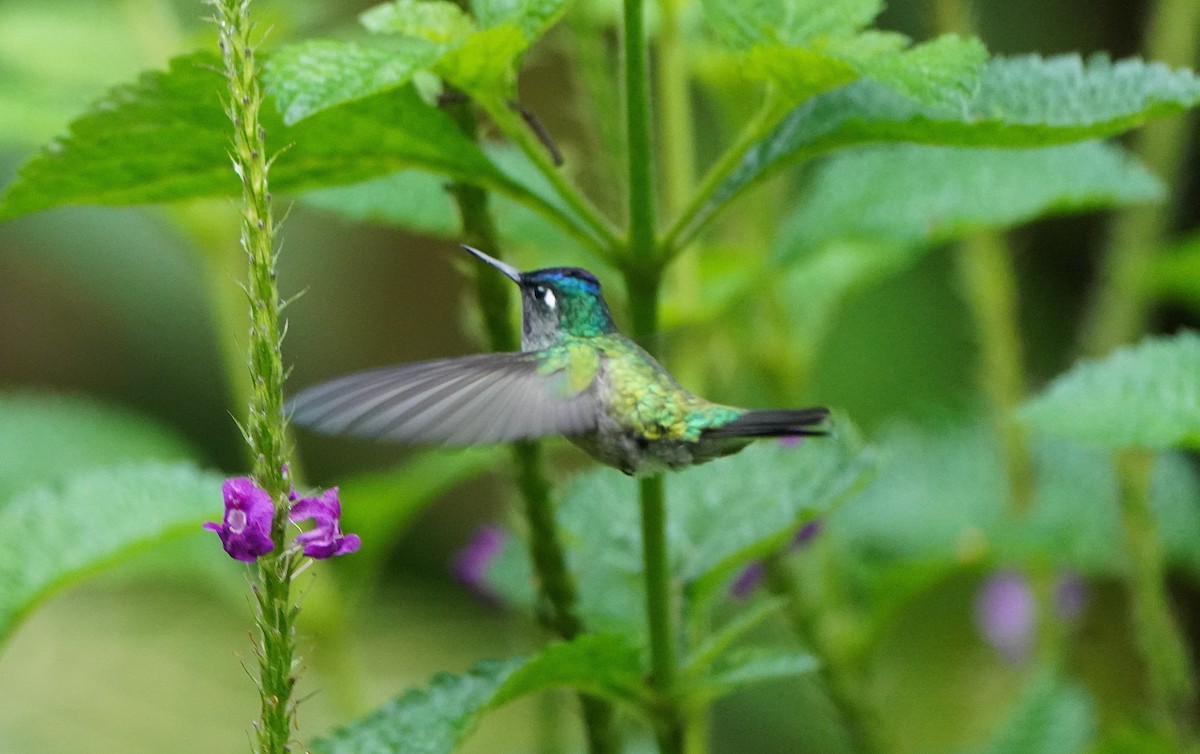 Violet-headed Hummingbird - ML645361141