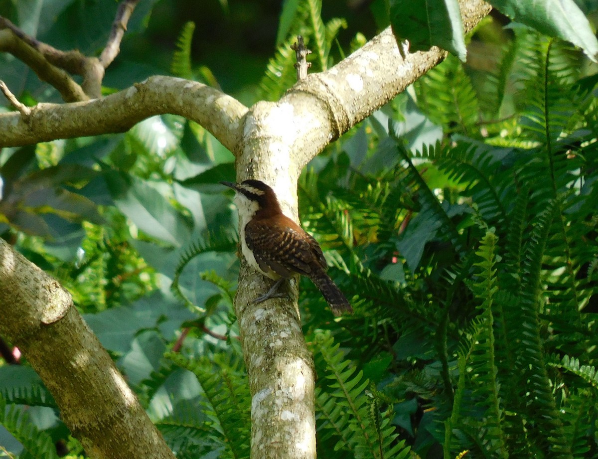 Rufous-backed Wren - ML645361142