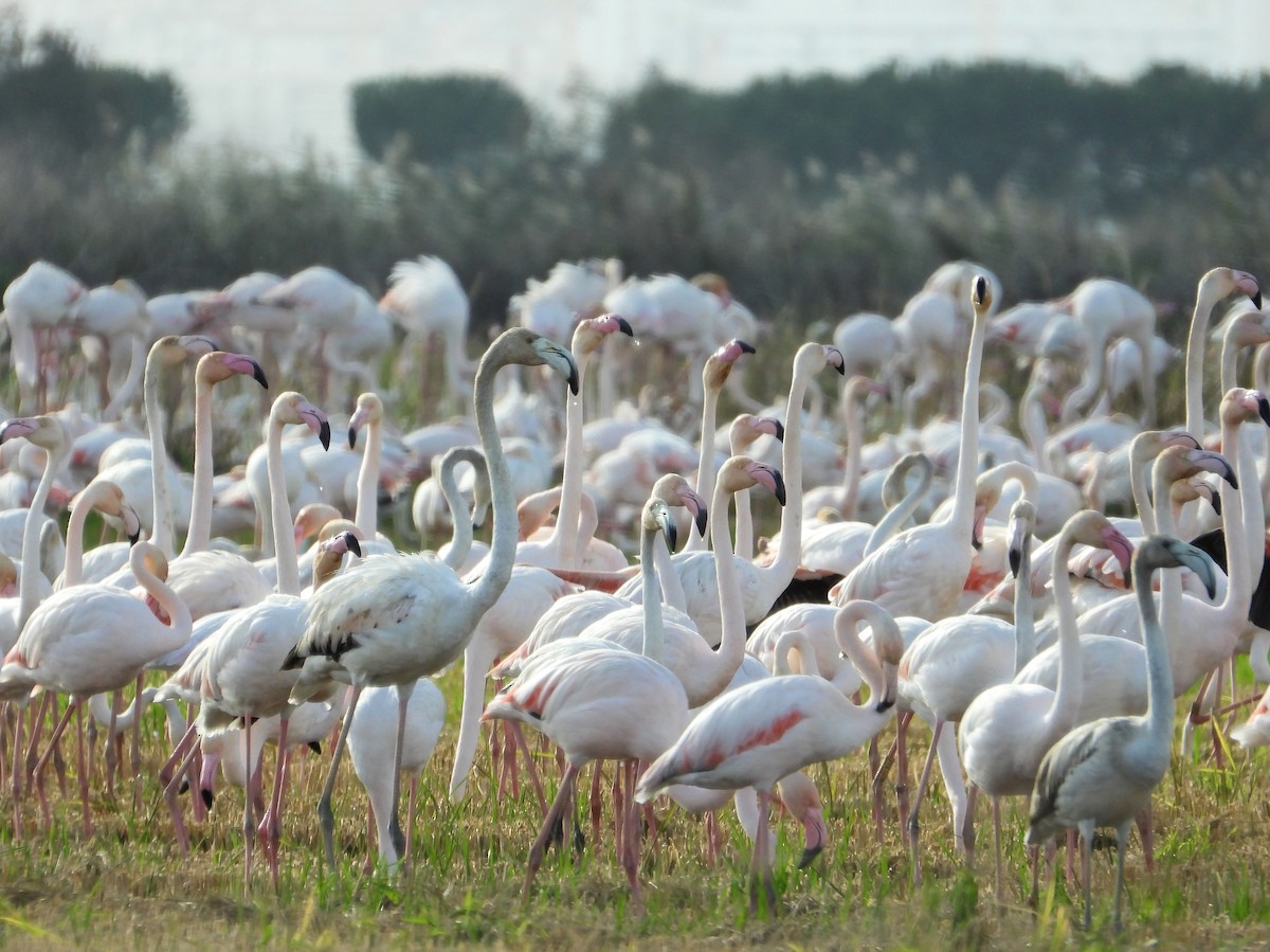 Greater Flamingo - ML645361147