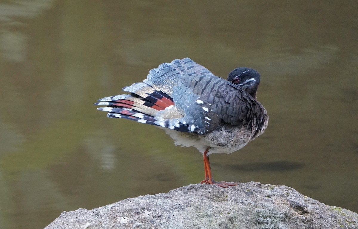 Sunbittern - ML645361152