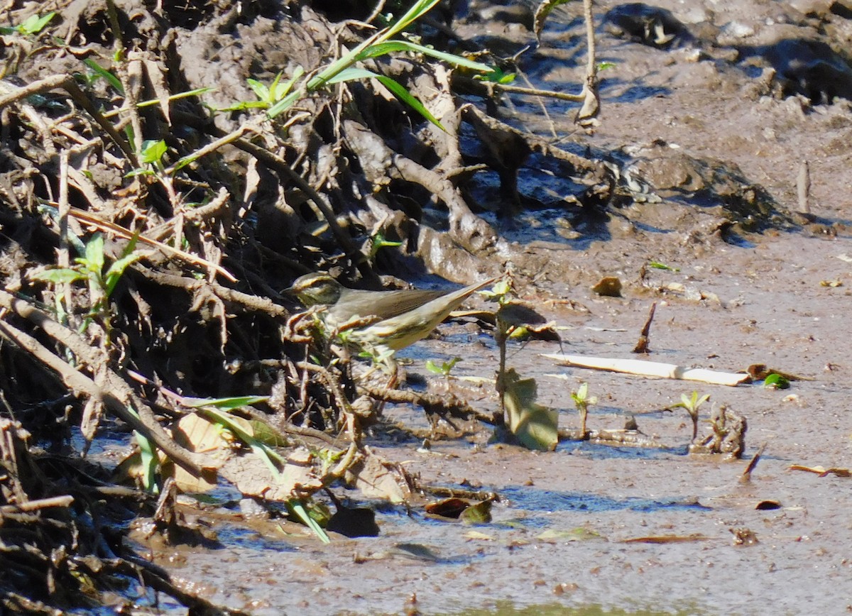 Northern Waterthrush - ML645361153