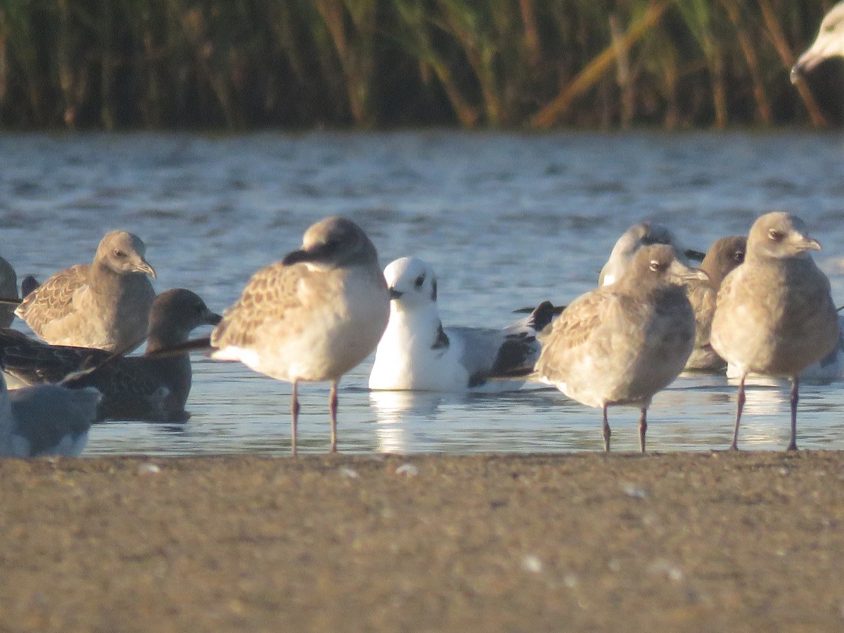 krykkje - ML645361156