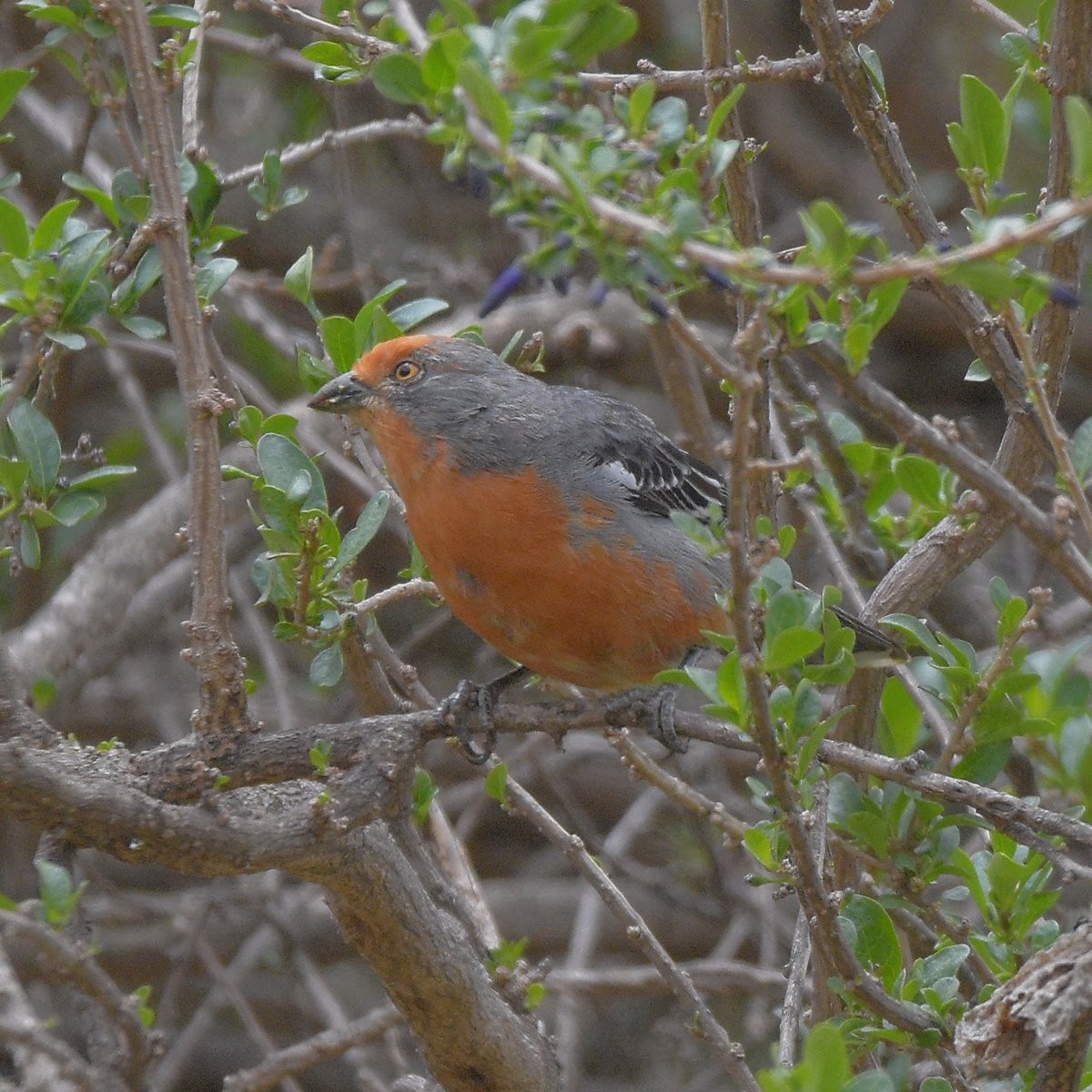 Рара червоновола - ML645361158