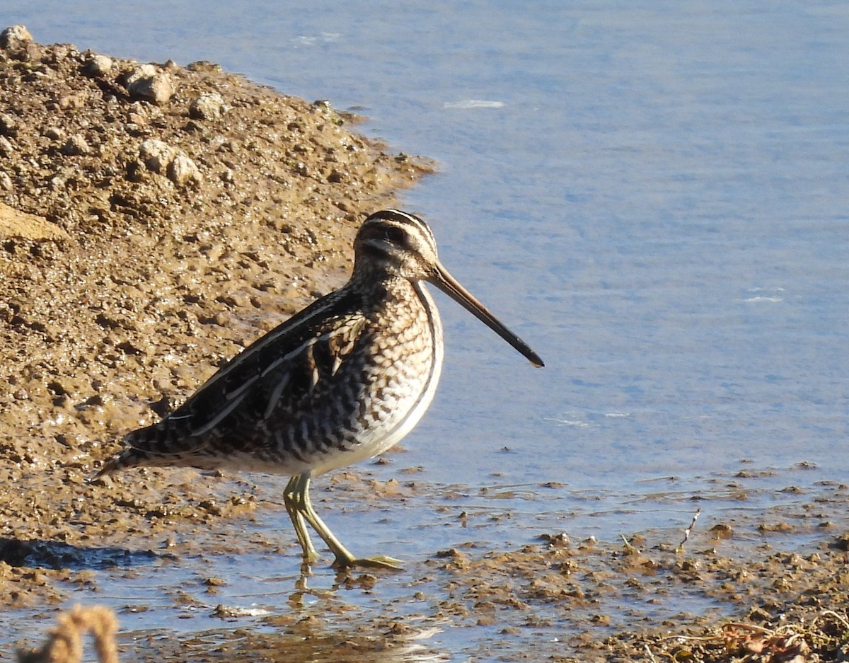 Wilson's Snipe - ML645361159