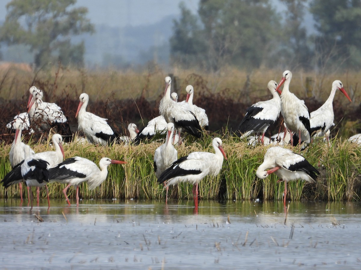 White Stork - ML645361160